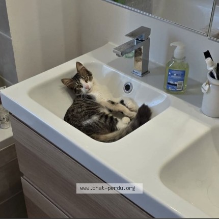 Photo of a cat found in Marseille