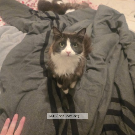 Photo 1/1 TomTom Cat lost in Ventura