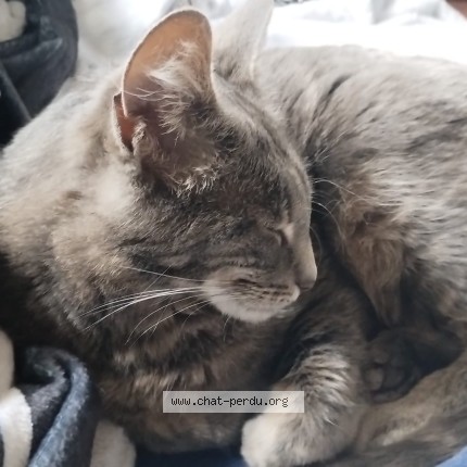 Foto 1/1 Gandalf Katze verloren in Le Sepey