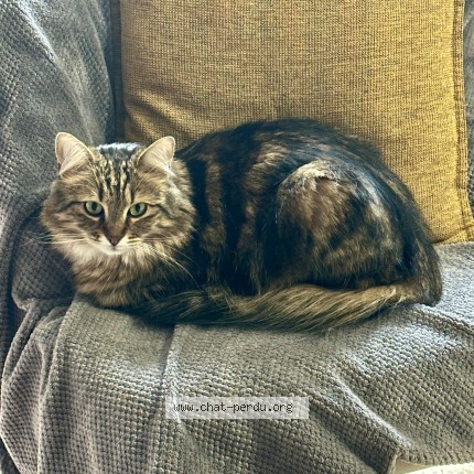Photo of a cat found in Villeneuve La Garenne