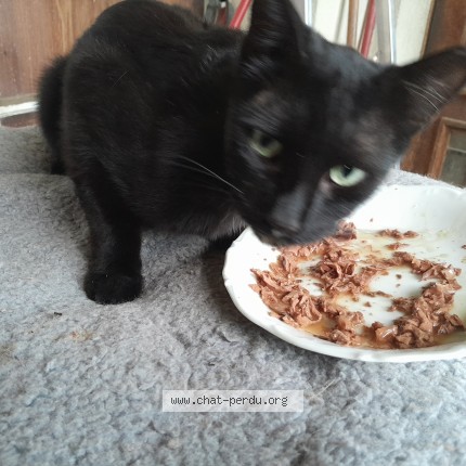 Foto van een teruggevonden kat in Les Angles