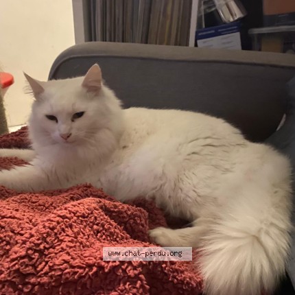 Photo of a cat found in Bourg En Bresse