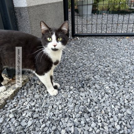 Foto 1/3 Kat gevonden Gevonden in Sirault