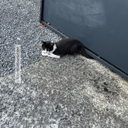 Foto 2/3 Kat gevonden Gevonden in Sirault