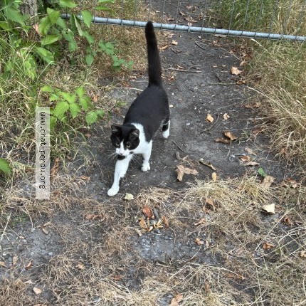 Foto 3/3 Kat gevonden Gevonden in Sirault