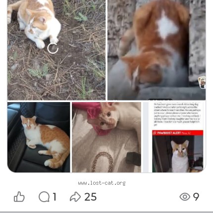 Photo 1/1 Bubba Cat lost in Mesa