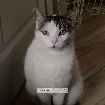 Foto 1/5 Loulou Kat vermist in Anvers