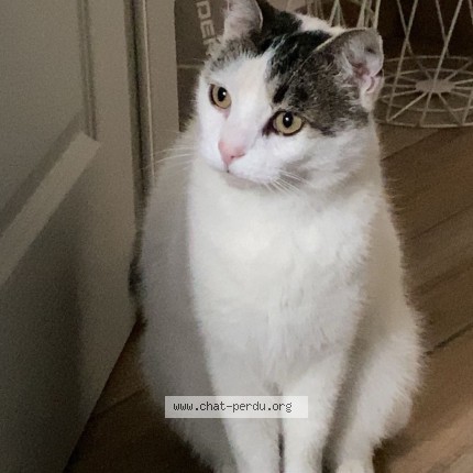 Foto 2/5 Loulou Kat vermist in Anvers