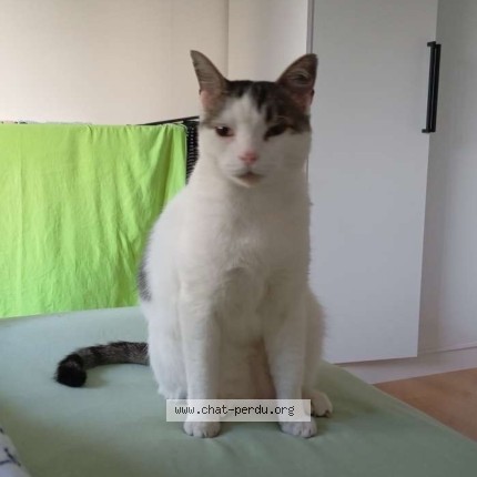 Foto 3/5 Loulou Kat vermist in Anvers