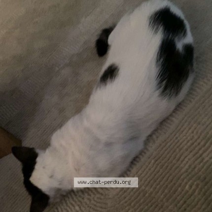 Foto 4/5 Loulou Kat vermist in Anvers