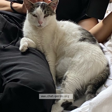 Foto 5/5 Loulou Kat vermist in Anvers