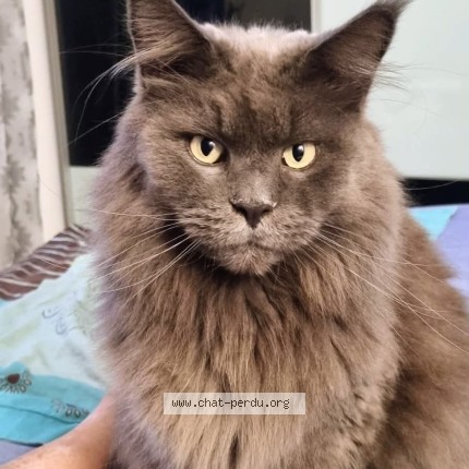 Photo of a cat found in La Roquette Sur Siagne