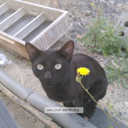 Foto 1/4 Kat gevonden Gevonden in Anderlecht