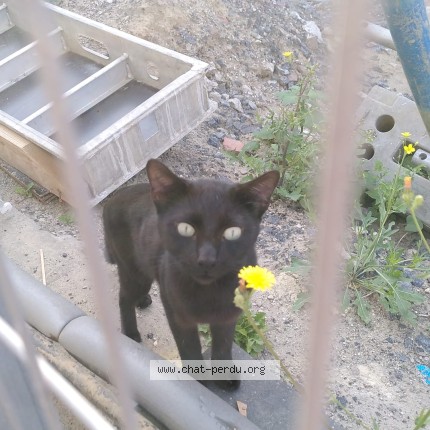 Foto 3/4 Kat gevonden Gevonden in Anderlecht
