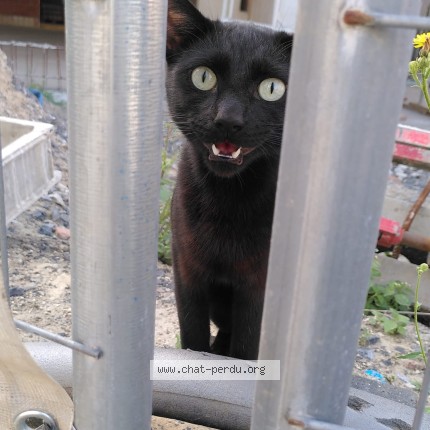 Foto 4/4 Kat gevonden Gevonden in Anderlecht