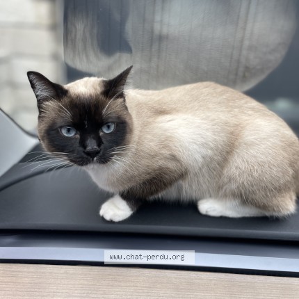 Photo of a cat found in Biarritz