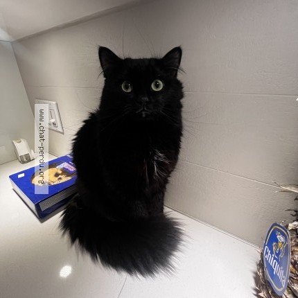 Photo 1/1 BATMAN Cat lost in Gore