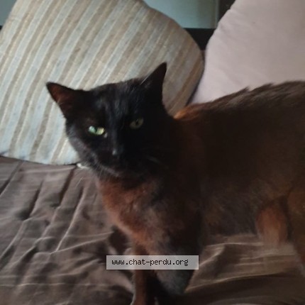 Photo of a cat found in Cestas Gazinet