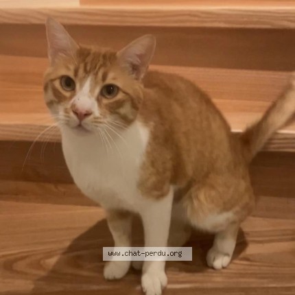 Foto 1/1 Yuki Kat vermist in Bruxelles