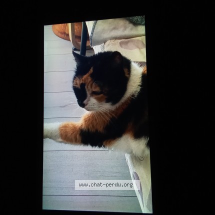 Photo of a cat found in Lee