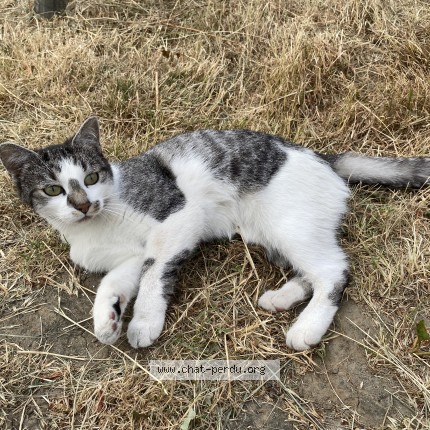 Foto 1/1 Kat gevonden Gevonden in Watermael Boitsfort