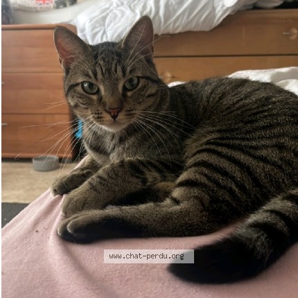 Foto 1/1 Shelby Kat vermist in Pieton
