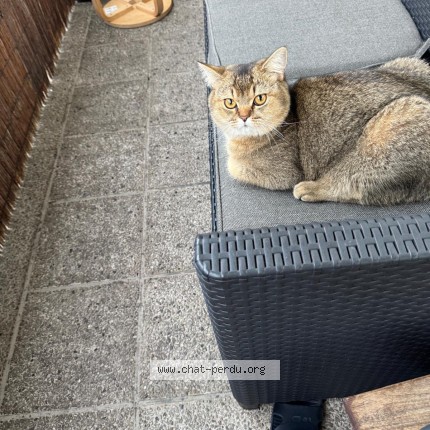 Foto 1/1 pacha Kat vermist in Molenbeek Saint Jean