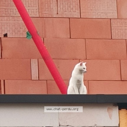 Foto 1/2 Kat gevonden Gevonden in Anderlecht