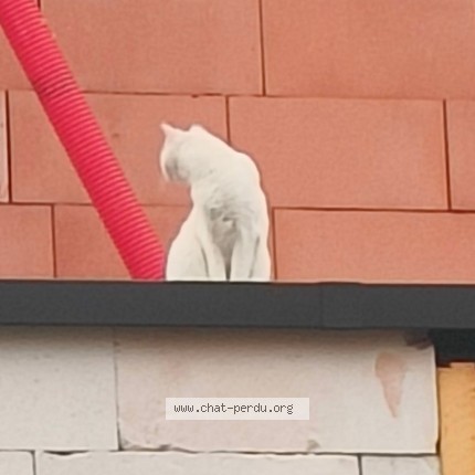 Foto 2/2 Kat gevonden Gevonden in Anderlecht