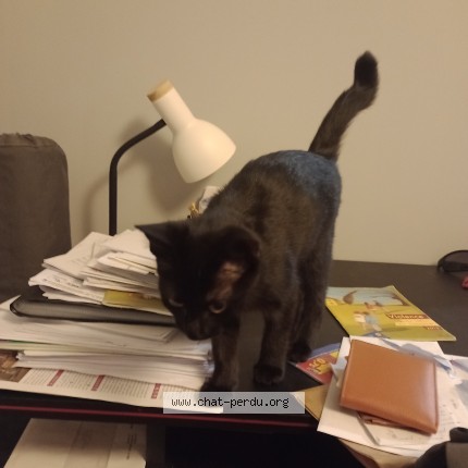 Photo of a cat found in Saintes