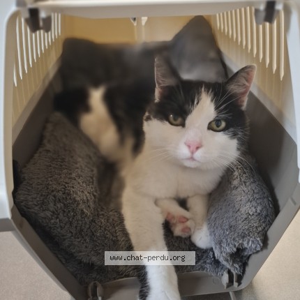 Foto 1/1 Chouquette Kat vermist in Comines Warneton