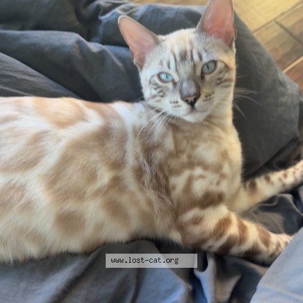 Photo 1/1 lv Cat lost in Los Angeles