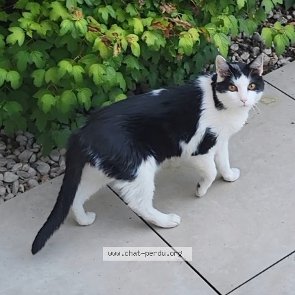 Photo of a cat found in Arc Sur Tille