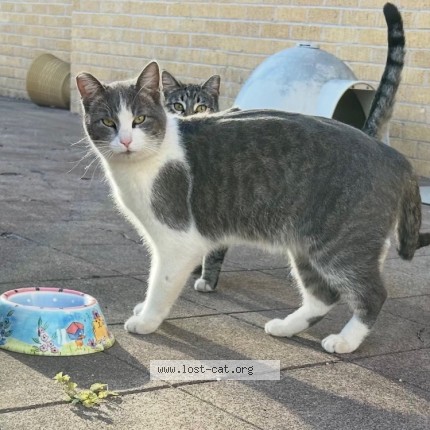 Photo 1/1 fred Cat lost in Abilene