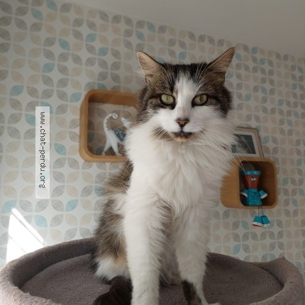 Photo of a cat found in La Motte Servolex