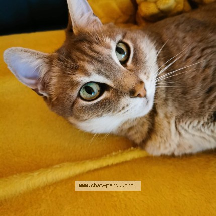 Photo of a cat found in Quimper
