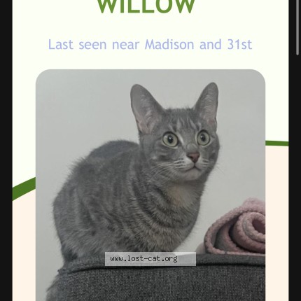 Photo 1/1 wilow Cat lost in Brookfield