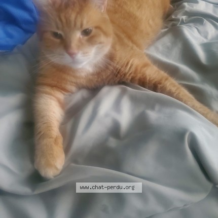 Photo 1/1 kaporal Cat lost in Pointe Aux Trembles