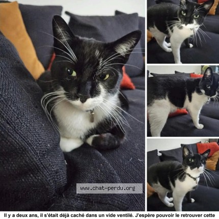 Foto 1/1 pirates Kat vermist in Ans