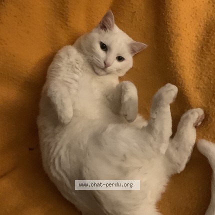Foto 1/1 Kumo Katze verloren in Lausanne
