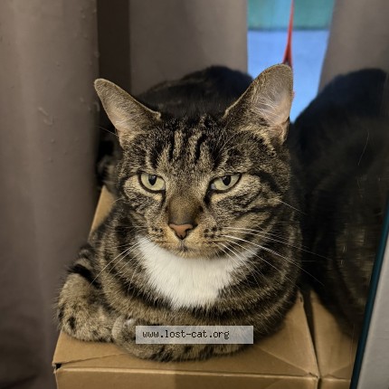 Foto 1/1 Trixie Kat vermist in Anderlecht