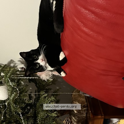 Photo of a cat found in Granville