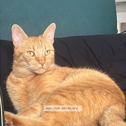 Photo of a cat found in Fleury Les Aubrais
