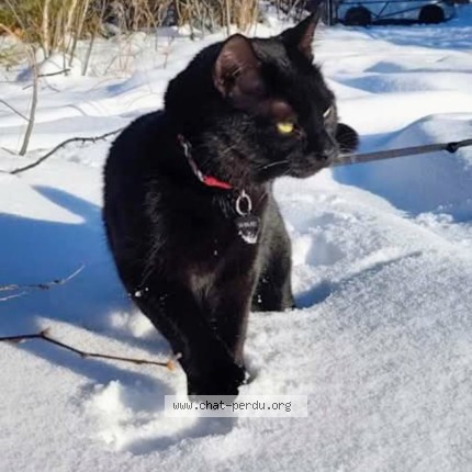 Photo 2/4 Gros Doudou Cat lost in Sainte Marguerite Du Lac Masson