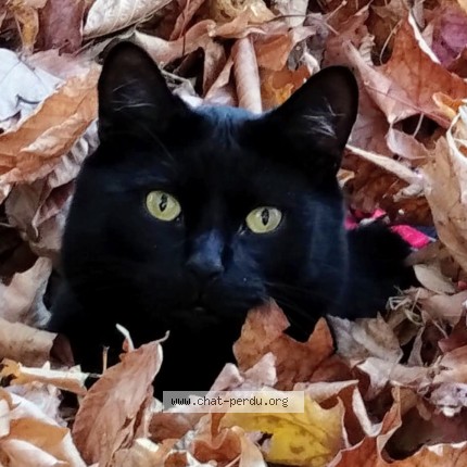 Photo 3/4 Gros Doudou Cat lost in Sainte Marguerite Du Lac Masson