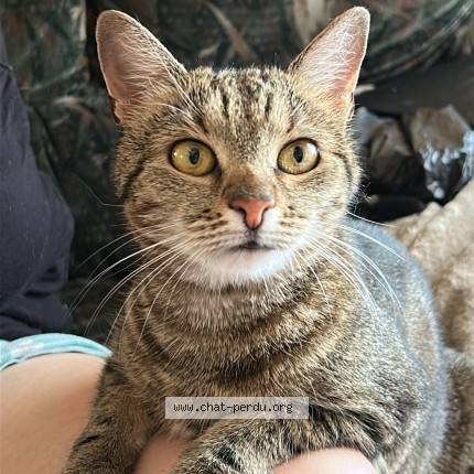 Photo of a cat found in Bobigny