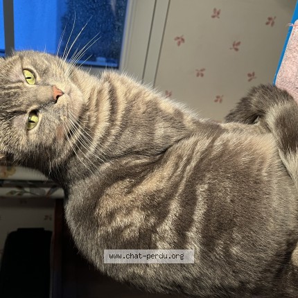 Photo of a cat found in Montrichard