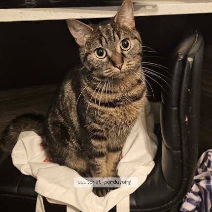 Foto 1/1 Tasha Kat vermist in Schaerbeek