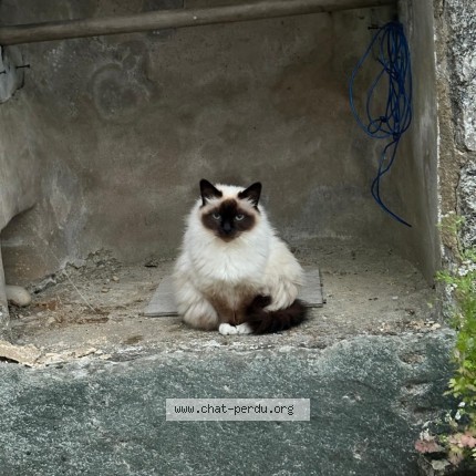 Photo of a cat found in Prefailles