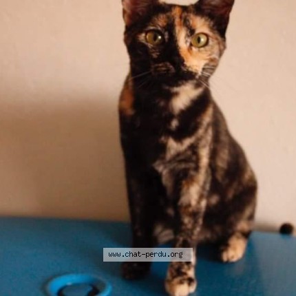 Photo of a cat found in Chamboulive